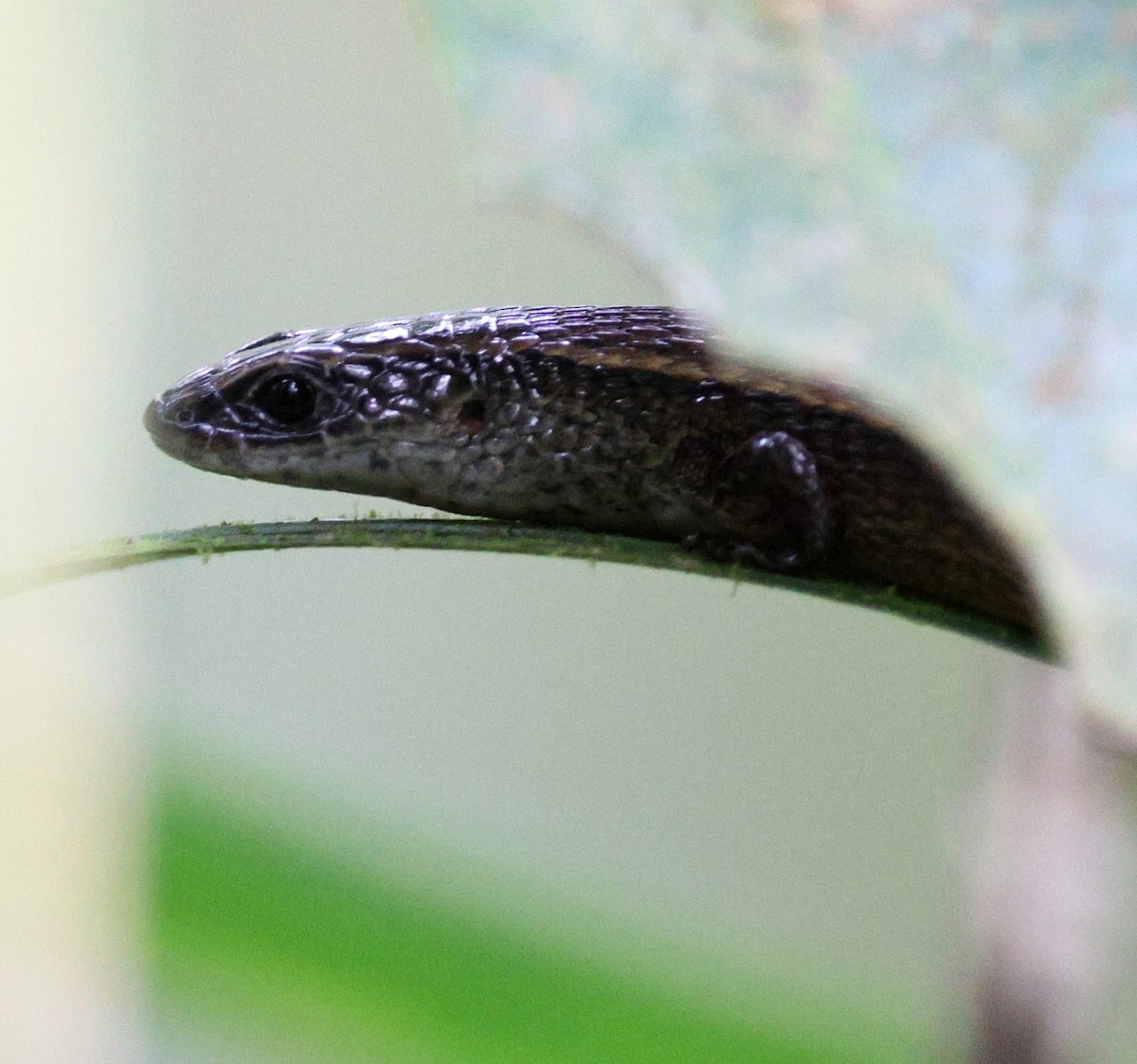 Animals - ML645883357