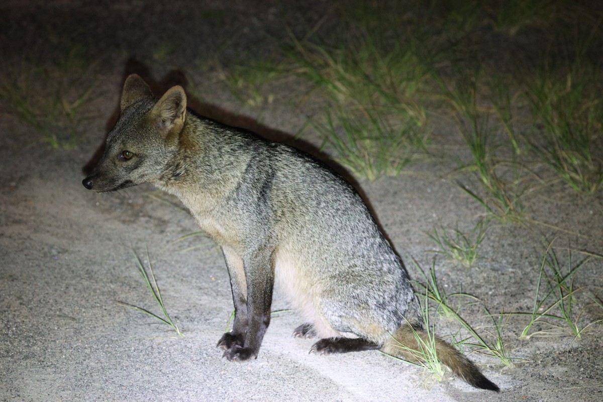 Animals - ML645883358