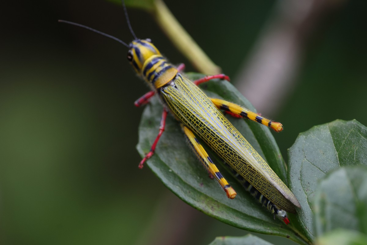 Animals - ML645883359