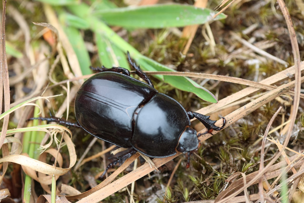 Animals - ML645883360