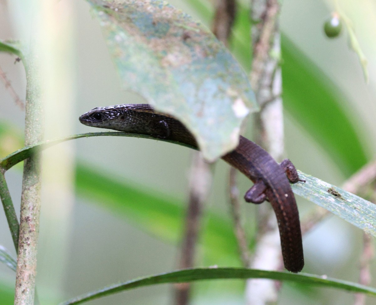 Animals - ML645883361