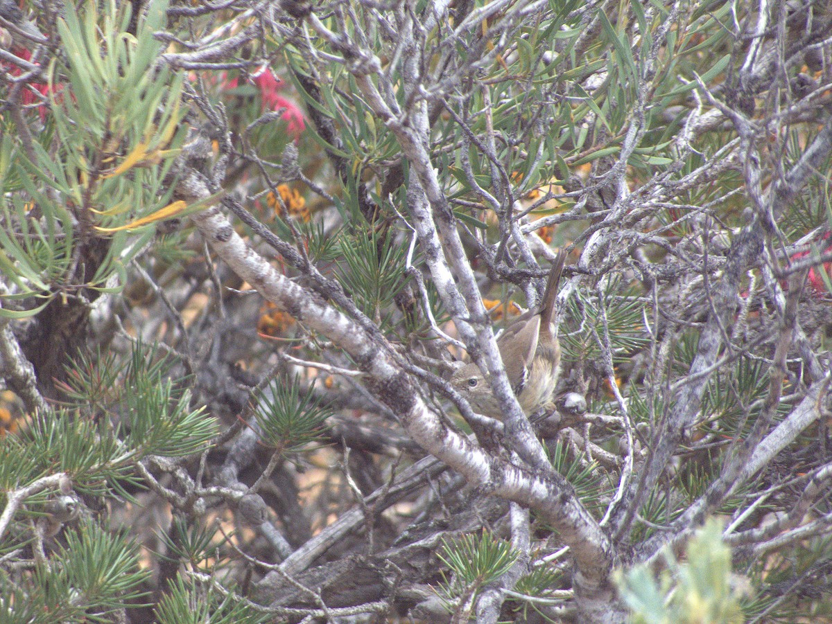 Benekli Serikornis - ML645883362