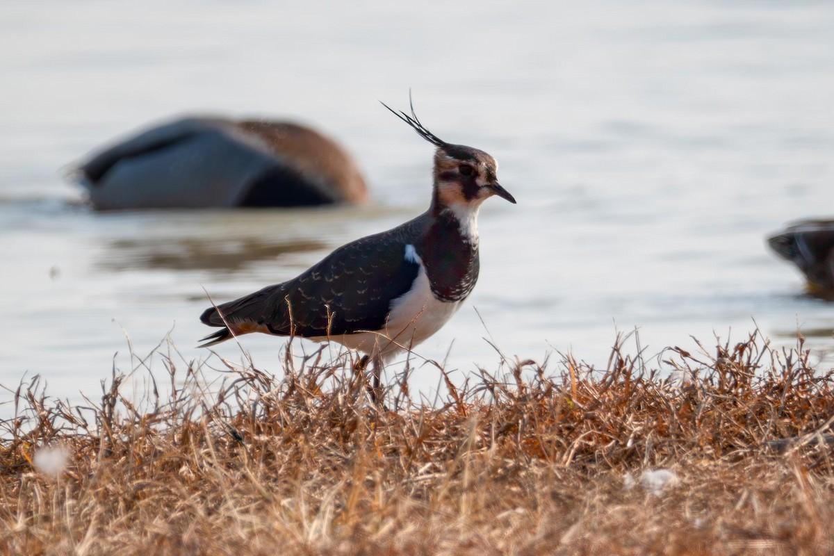 Northern Lapwing - ML645883363