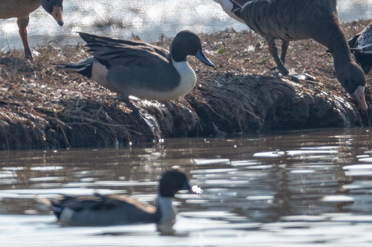 Northern Pintail - ML645883365
