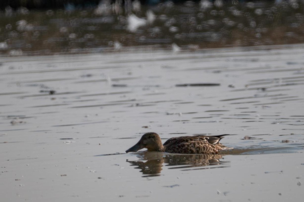 Northern Shoveler - ML645883367