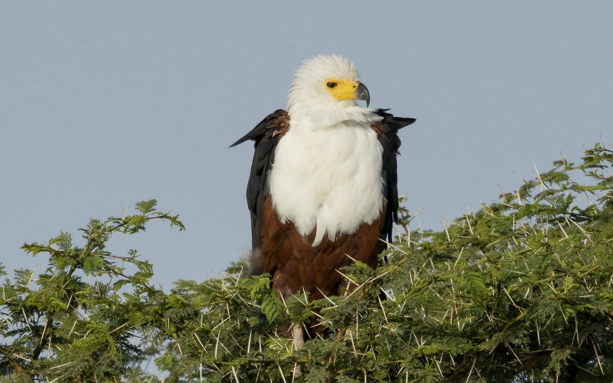 flodørn - ML645883369