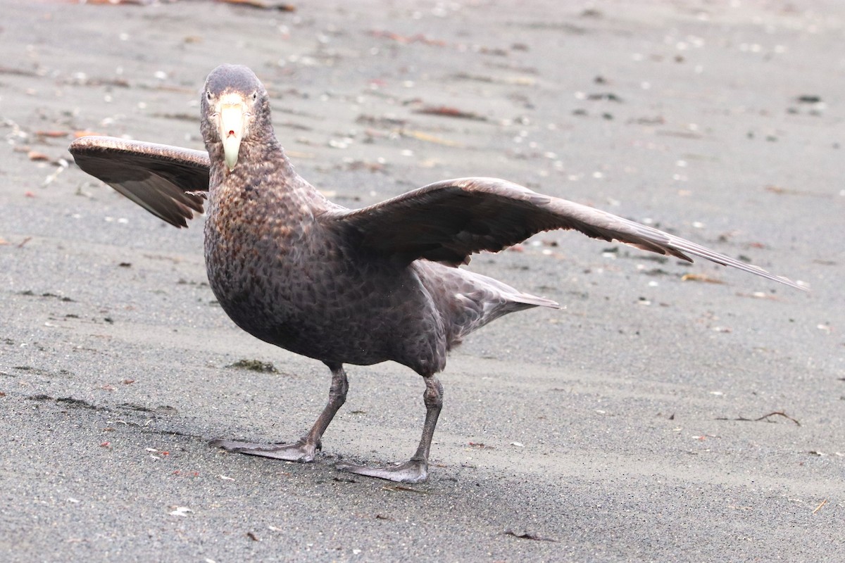 Southern Giant-Petrel - ML645883371