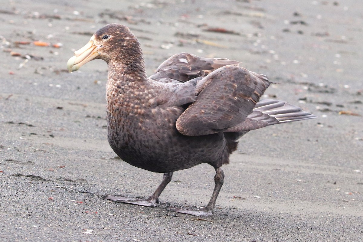 Southern Giant-Petrel - ML645883372
