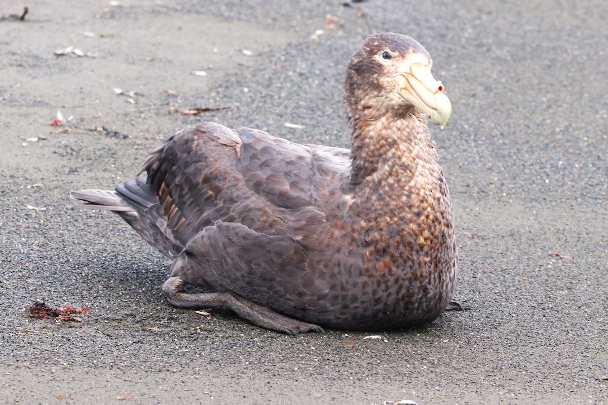 Southern Giant-Petrel - ML645883373