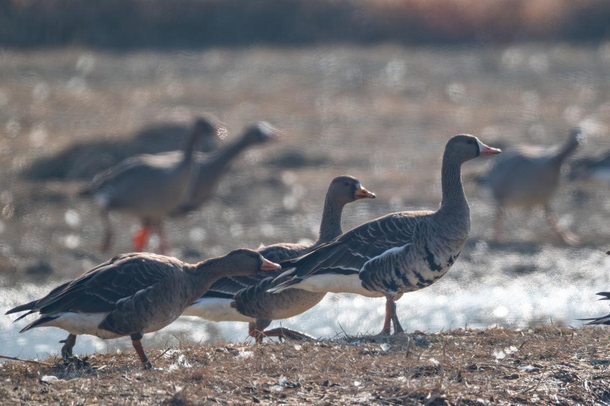 Greater White-fronted Goose - ML645883375