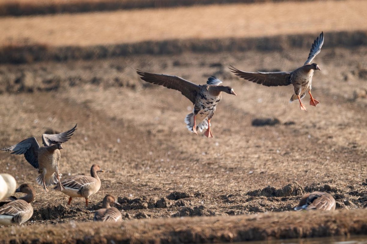 Greater White-fronted Goose - ML645883376