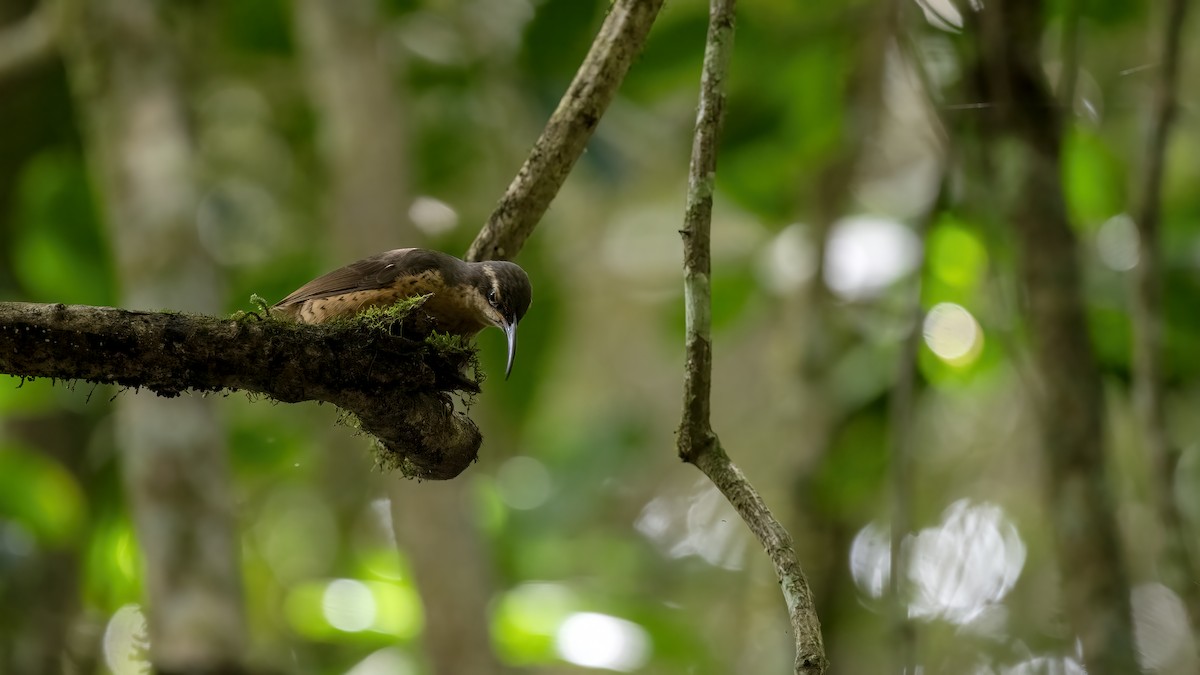 Victoria's Riflebird - ML645883392