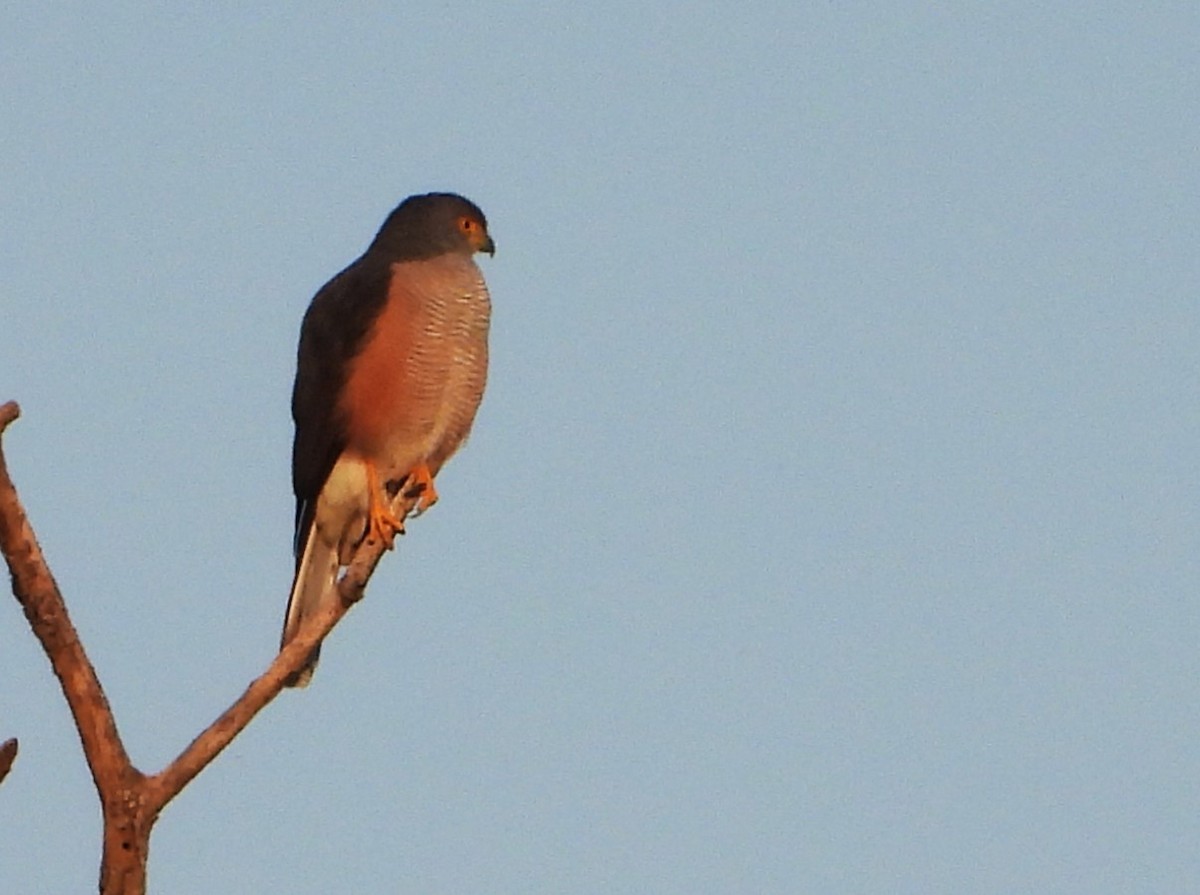 Afrikahabicht - ML645883417