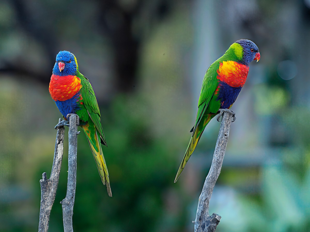 Радужный лорикет - ML645883447