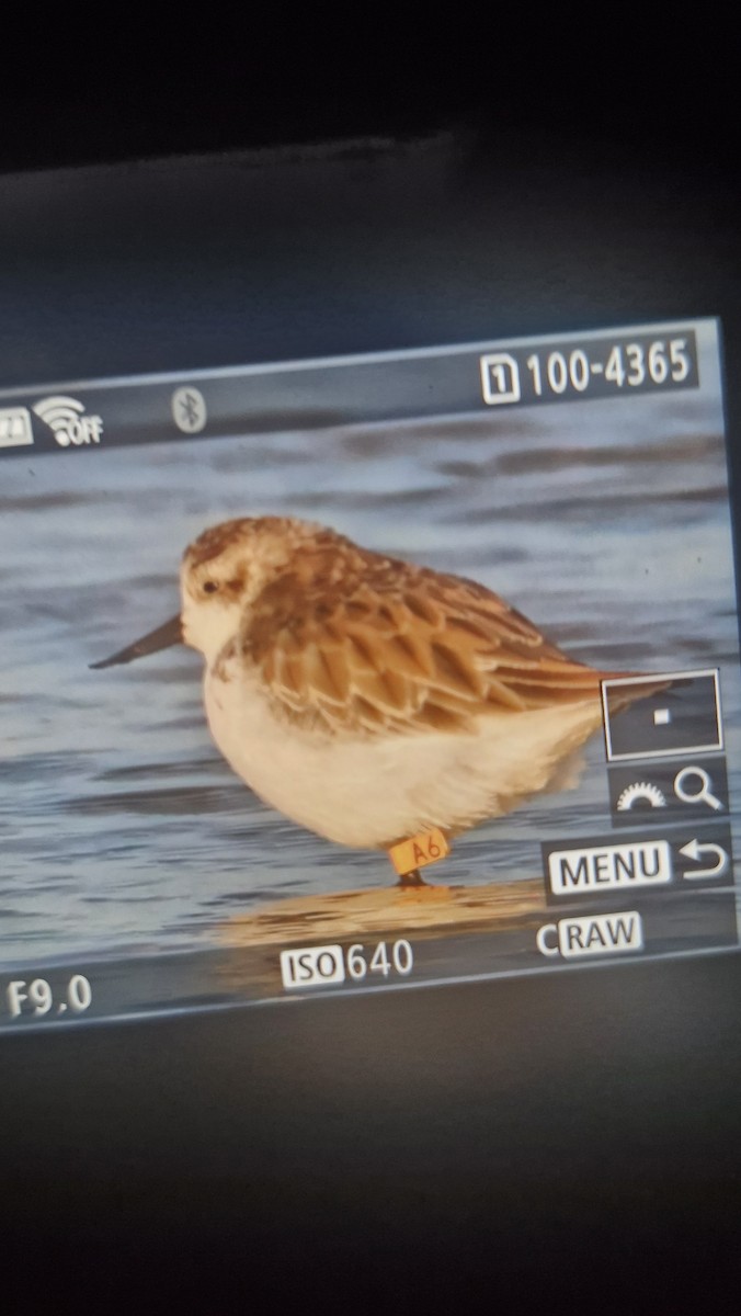 Лопатень - ML645883448