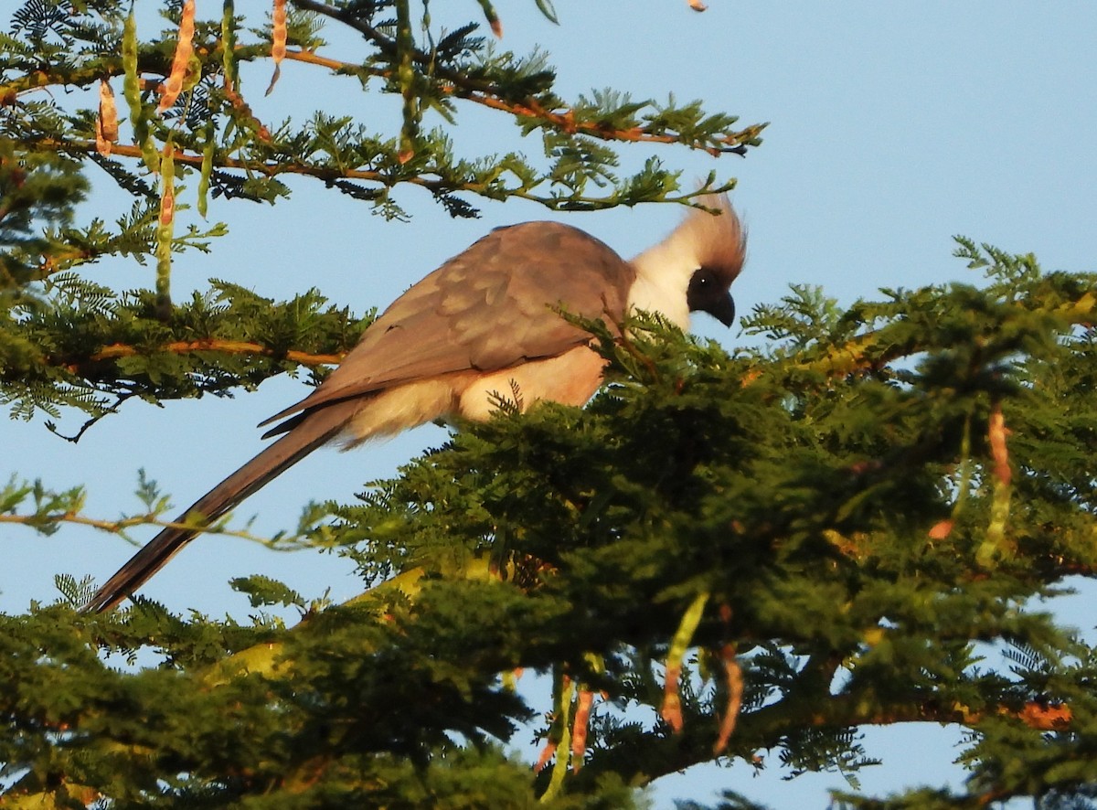 Бурокрылая птица-мышь - ML645883450