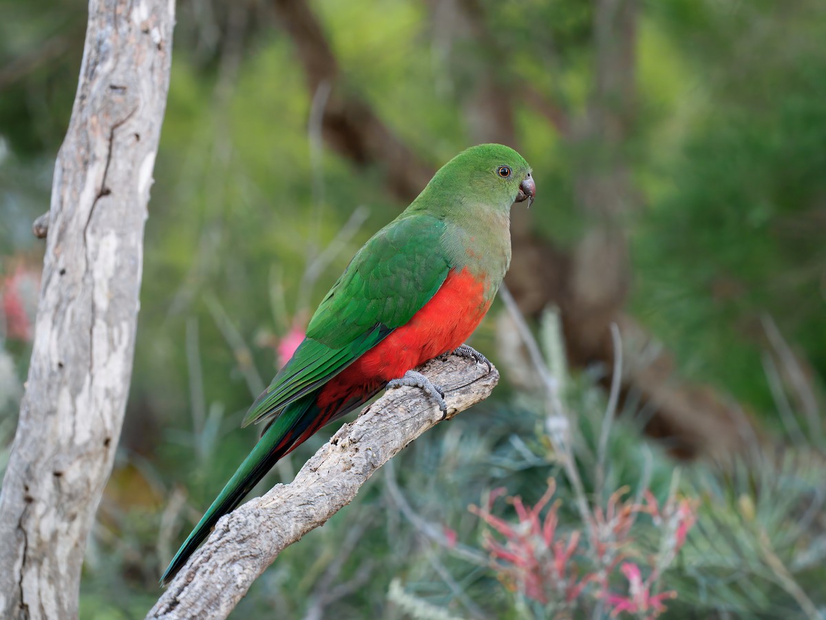 Королевский попугай - ML645883463