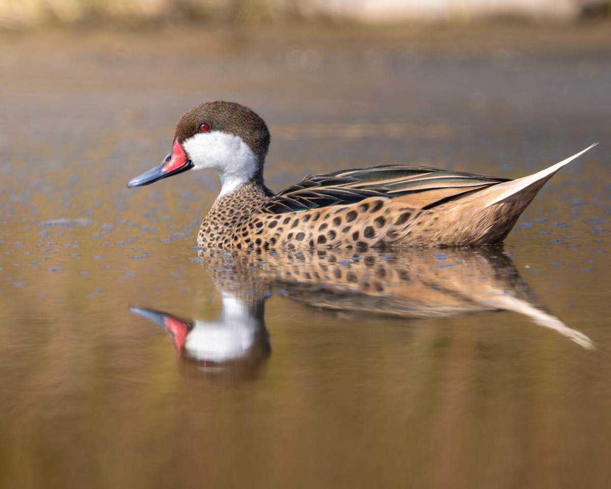 Багамская шилохвость - ML645883465