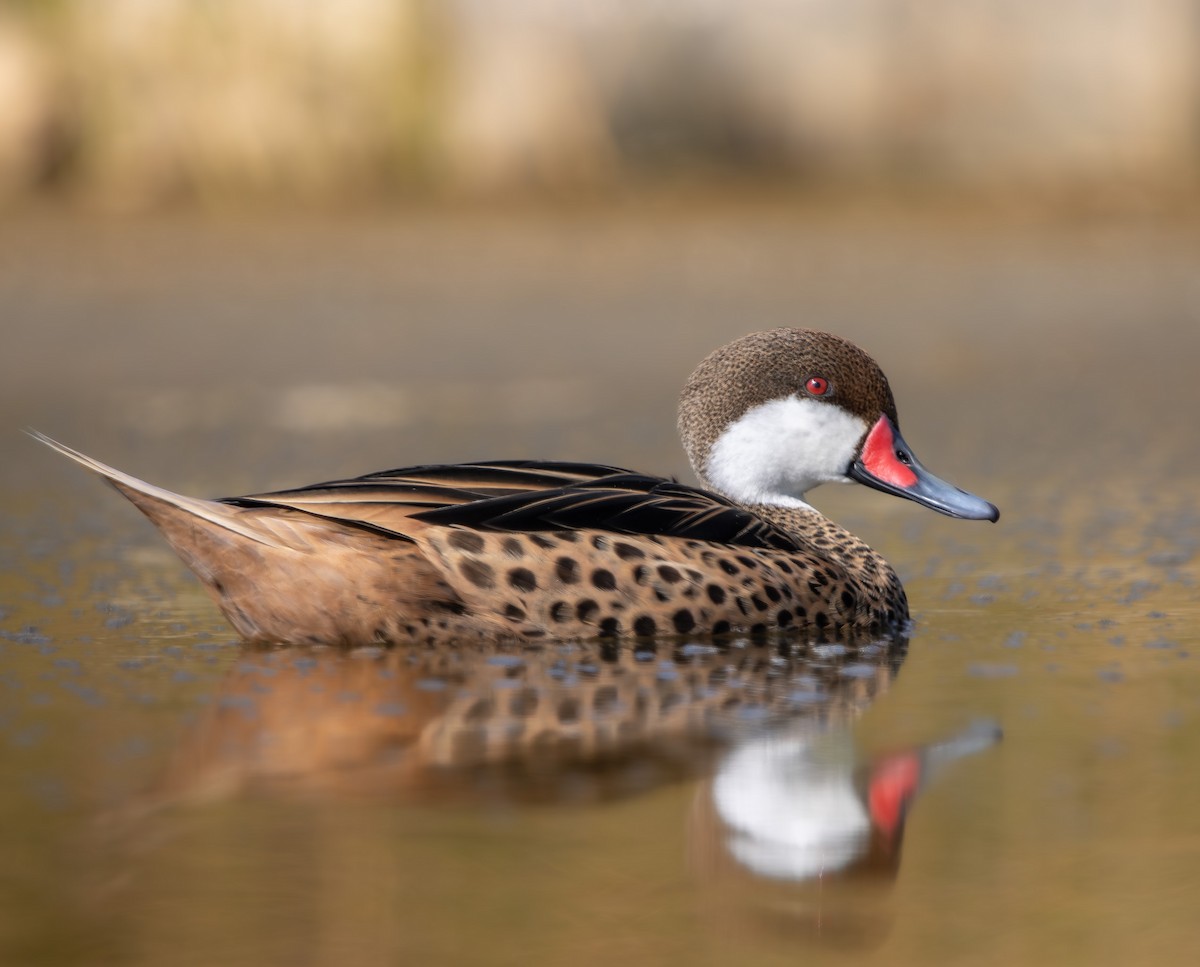 Багамская шилохвость - ML645883466