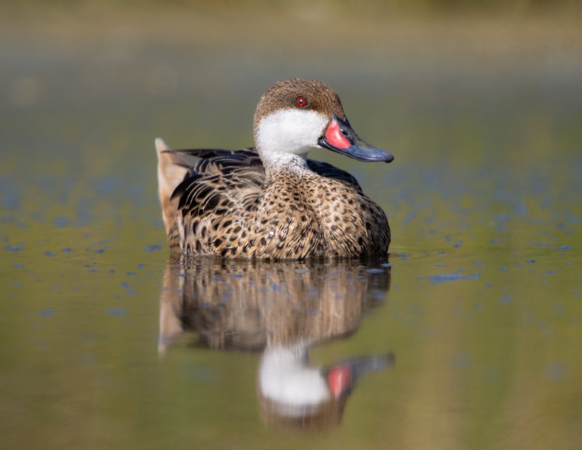 Багамская шилохвость - ML645883467