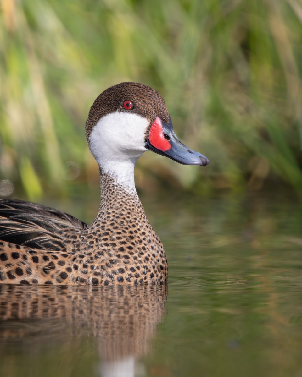 Багамская шилохвость - ML645883468