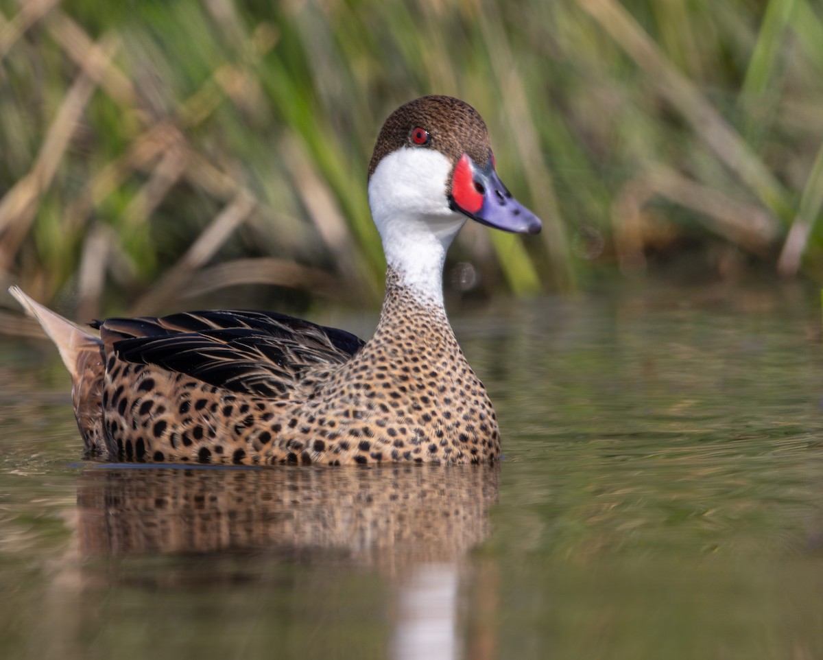 Багамская шилохвость - ML645883469