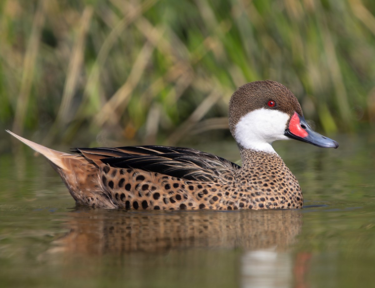 Багамская шилохвость - ML645883470