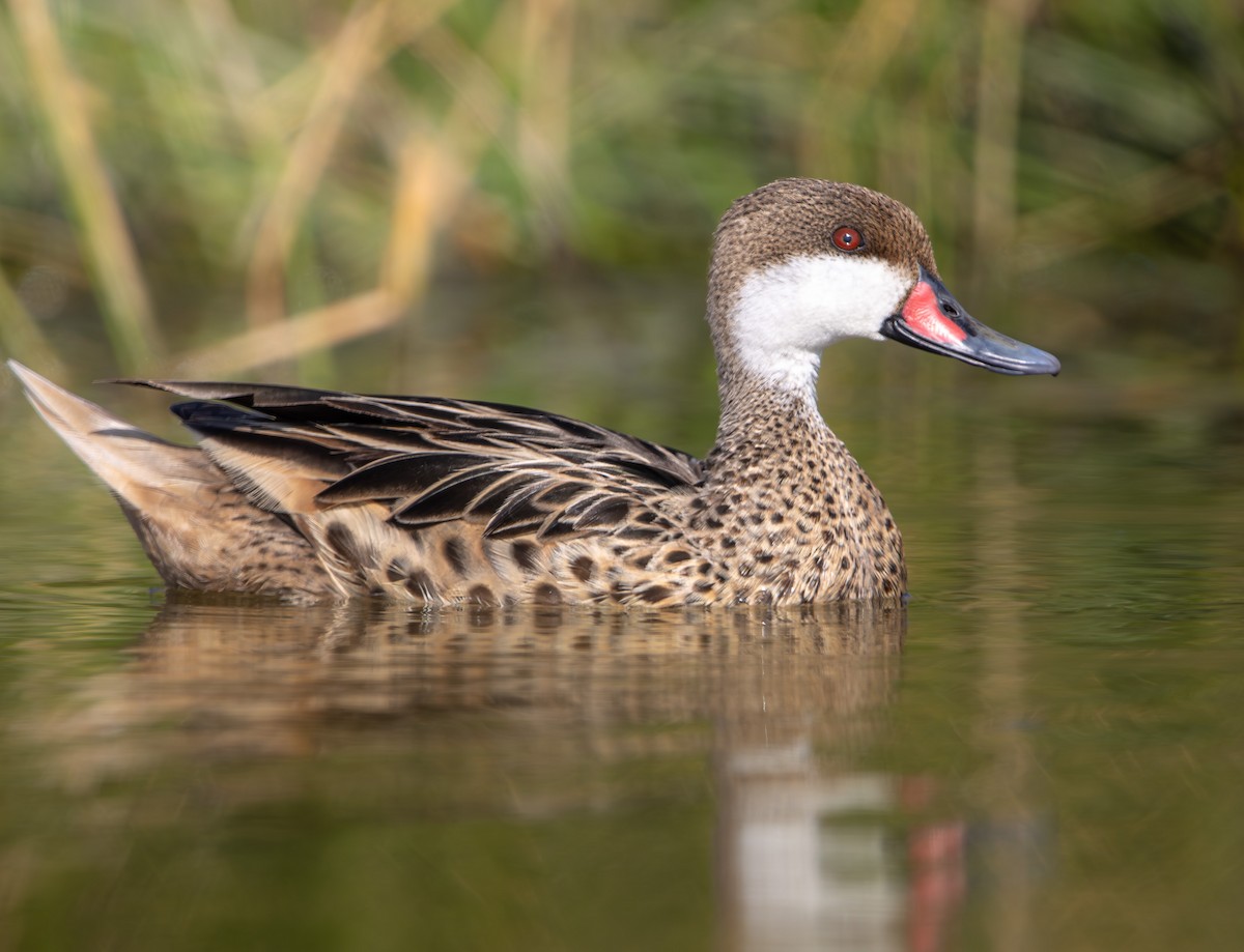 Багамская шилохвость - ML645883471