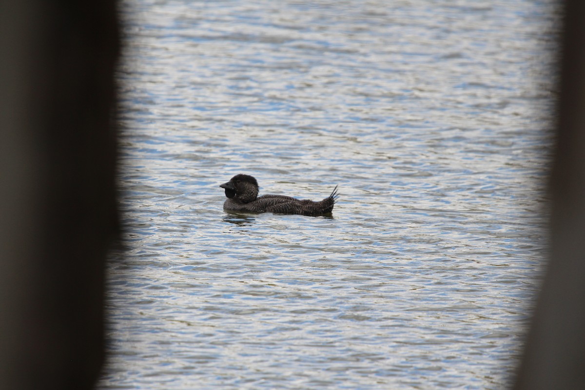 Лопастная утка - ML645883472