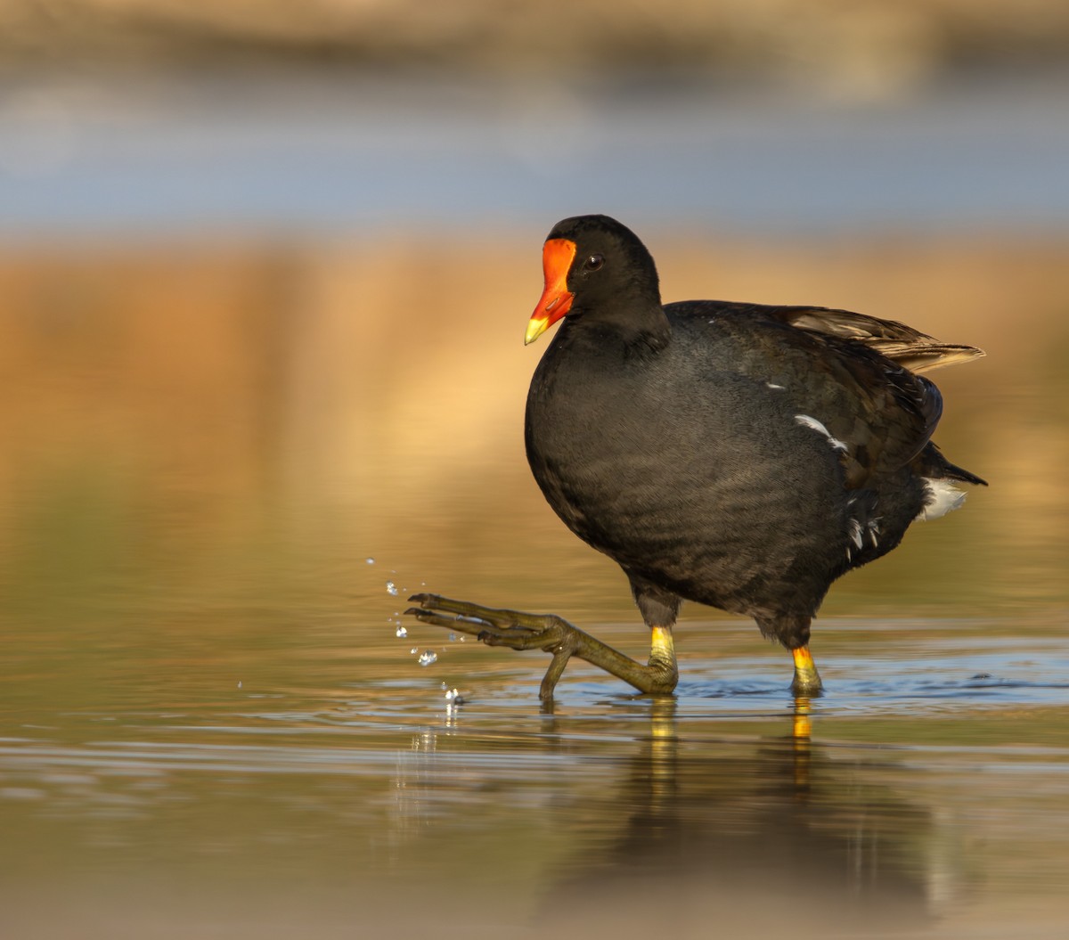 Американская камышница - ML645883473