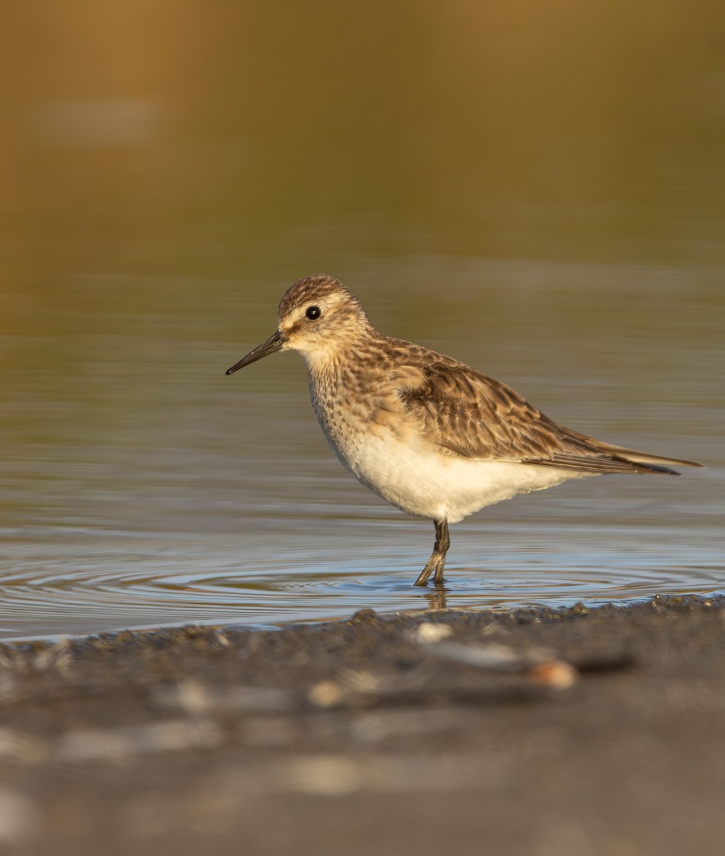 Бэрдов песочник - ML645883474