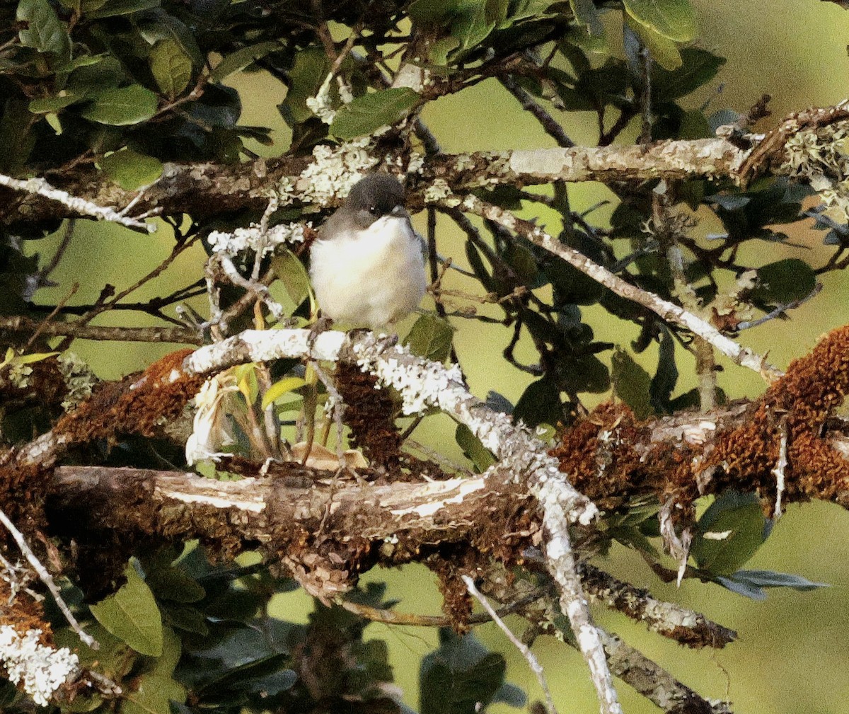 Серая сибия - ML645883475