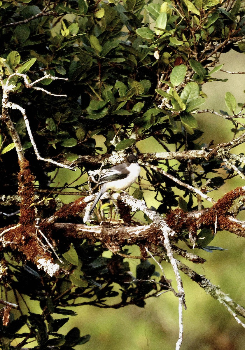 Серая сибия - ML645883476