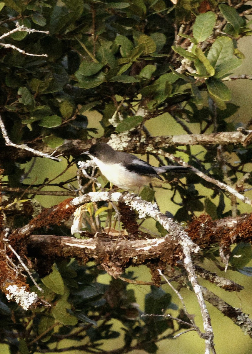 Серая сибия - ML645883477