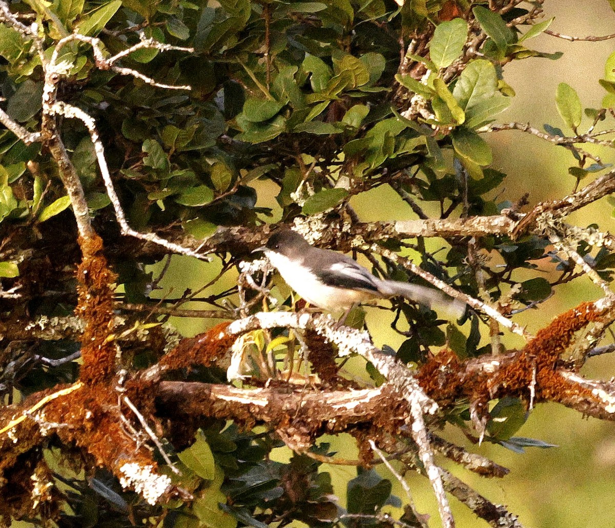 Серая сибия - ML645883478