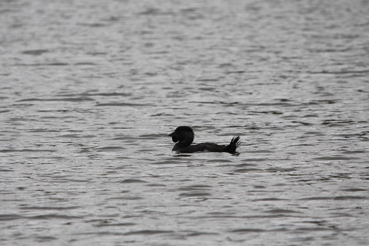 Лопастная утка - ML645883479