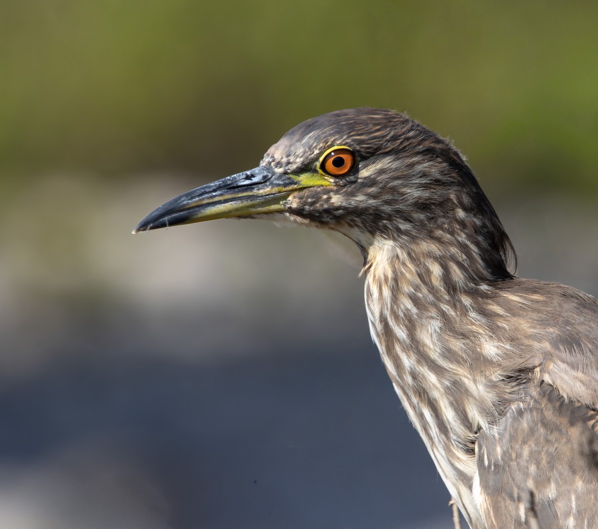 Кваква - ML645883481