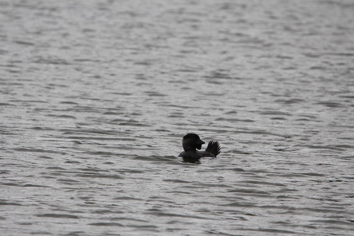 Лопастная утка - ML645883482