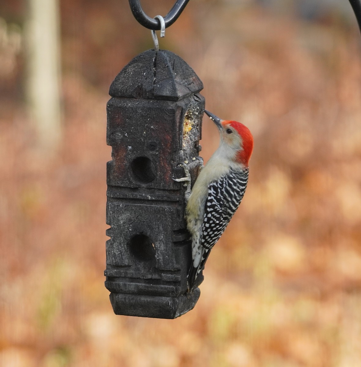 Каролинский дятел - ML645883484