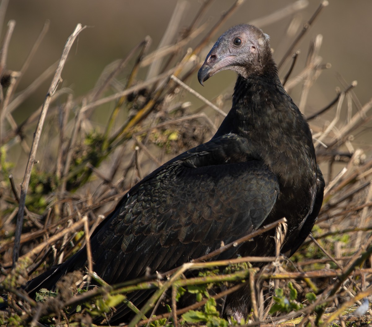 Катарта-индейка - ML645883485