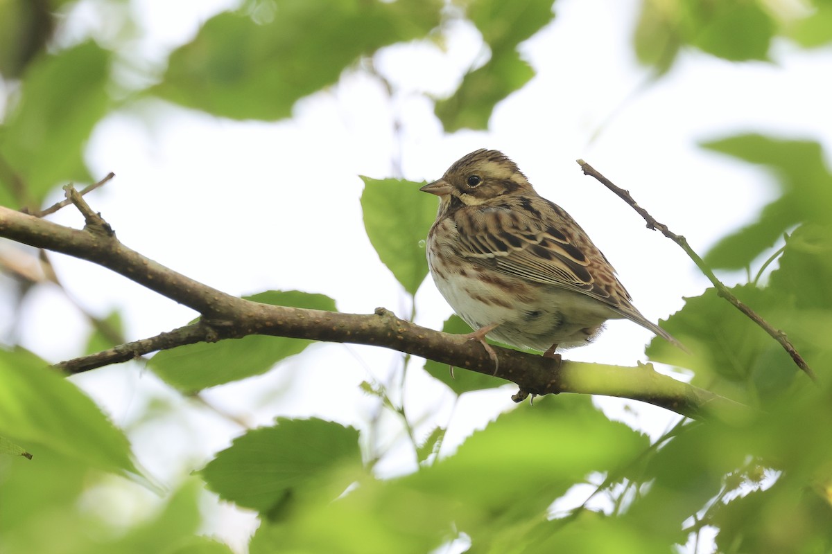 Овсянка-ремез - ML645883486