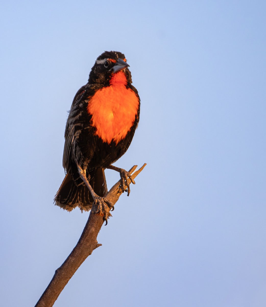 Peruvian Meadowlark - ML645883490