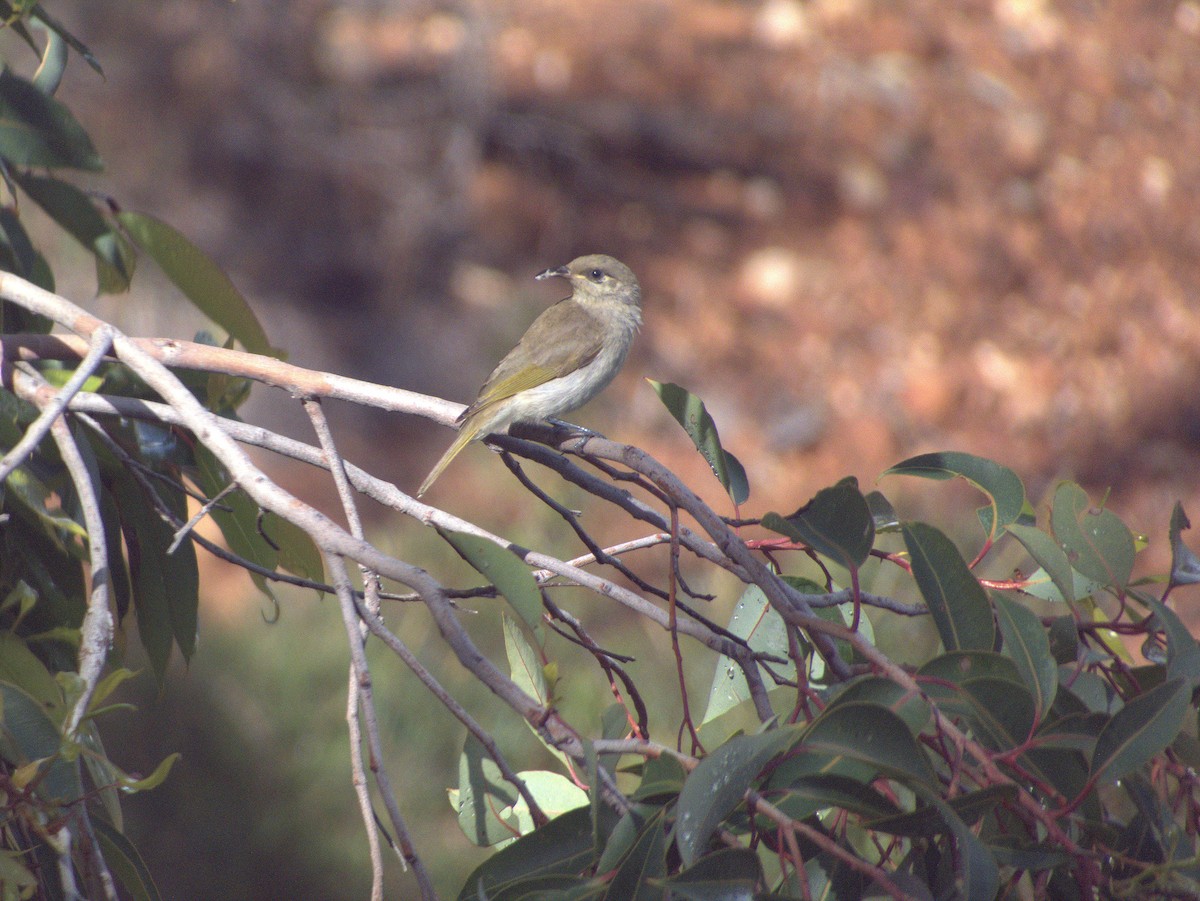 Brown Honeyeater - ML645883509