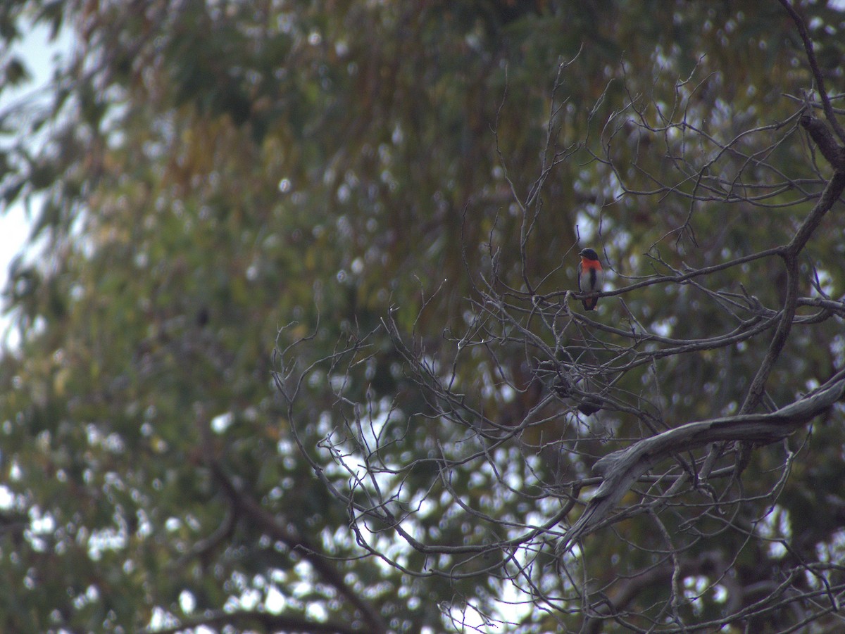 Mistletoebird - ML645883511