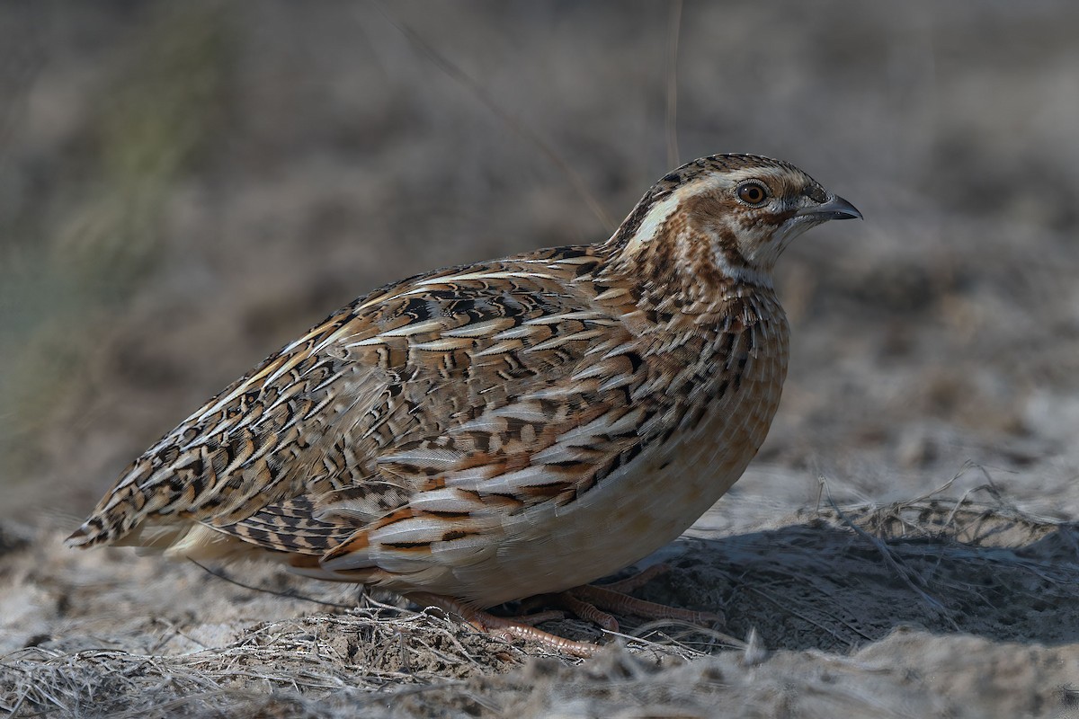 Common Quail - ML645883515