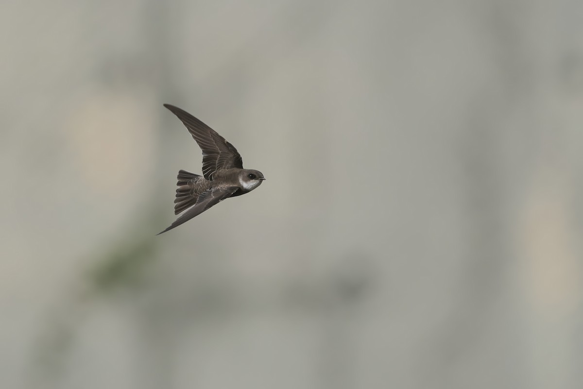 Береговушка - ML645883533