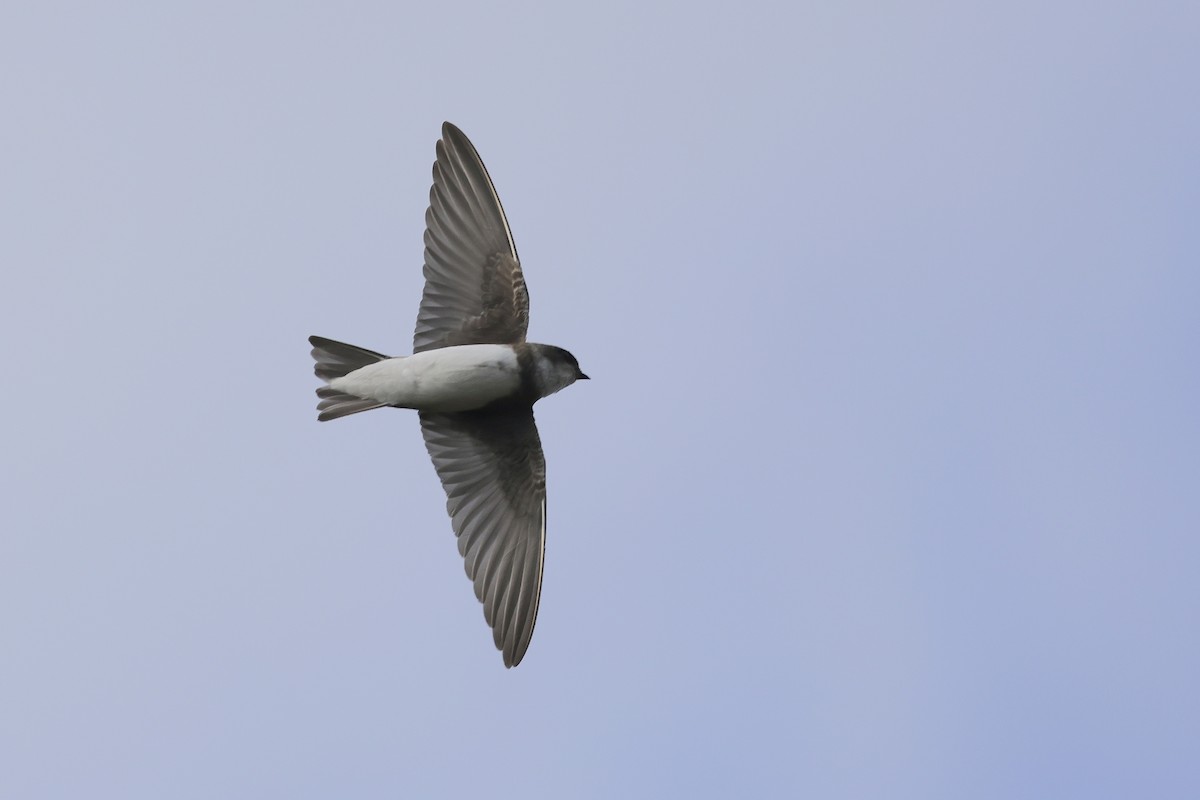 Береговушка - ML645883552