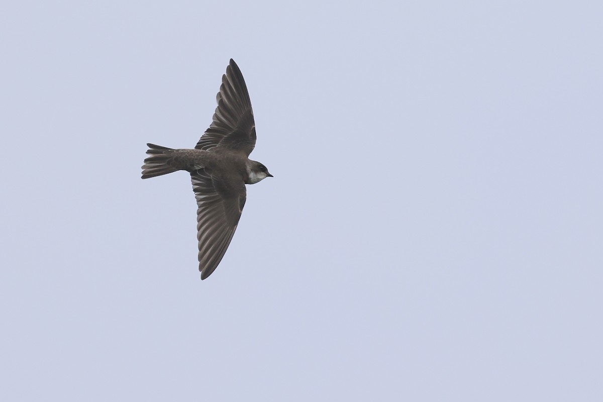 Береговушка - ML645883553