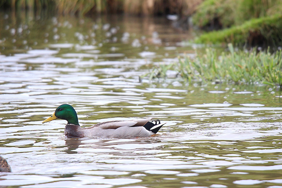 Mallard - ML645883554