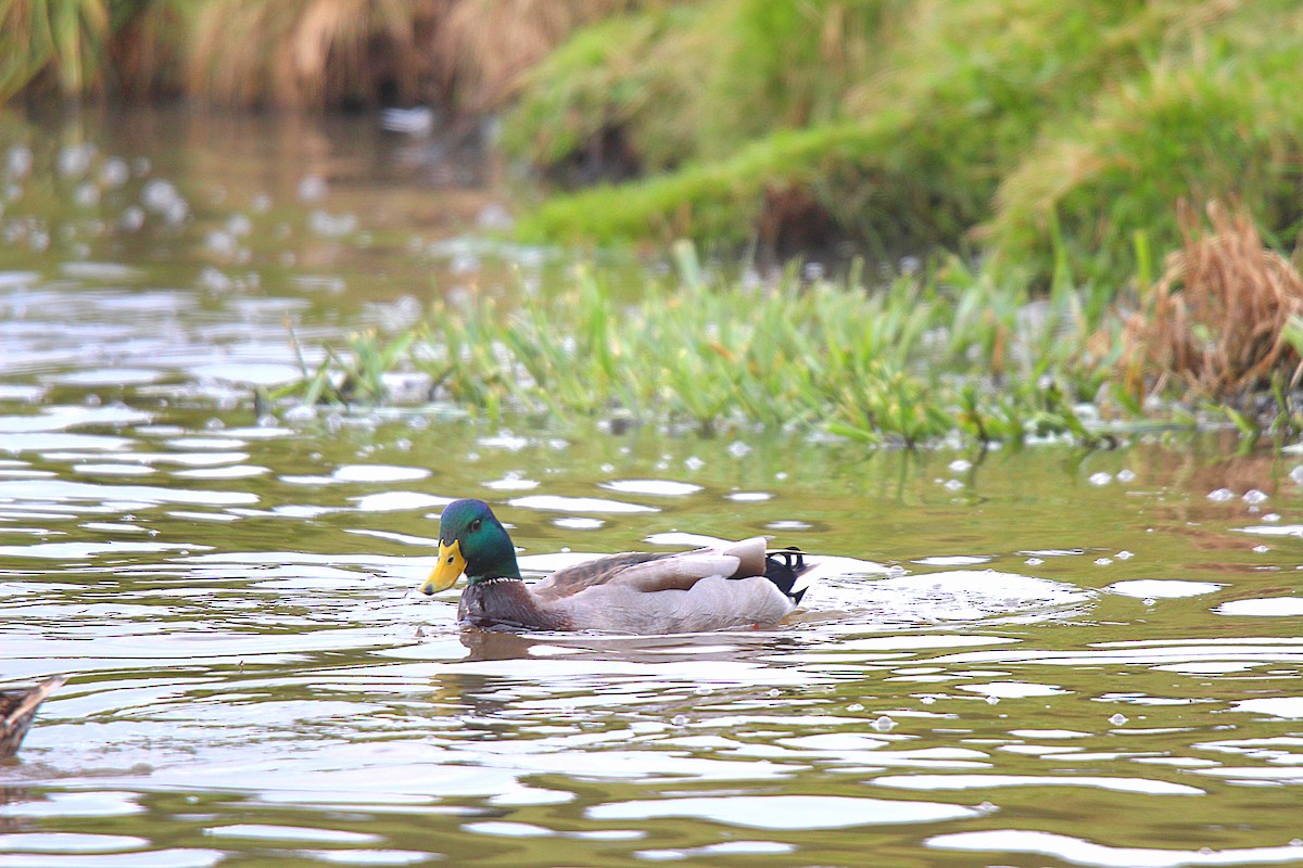 Mallard - ML645883555